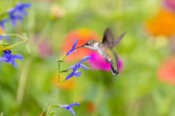 Day, Richard and Susan 아티스트의 Ruby-throated hummingbird at blue ensign salvia작품입니다.